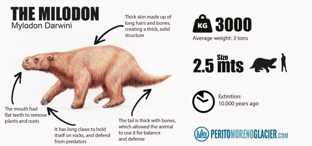 milodon peritomorenoglacier 01