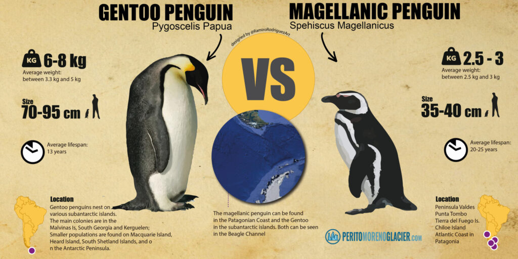gentoo penguins and magellanic penguins peritomoreno 02