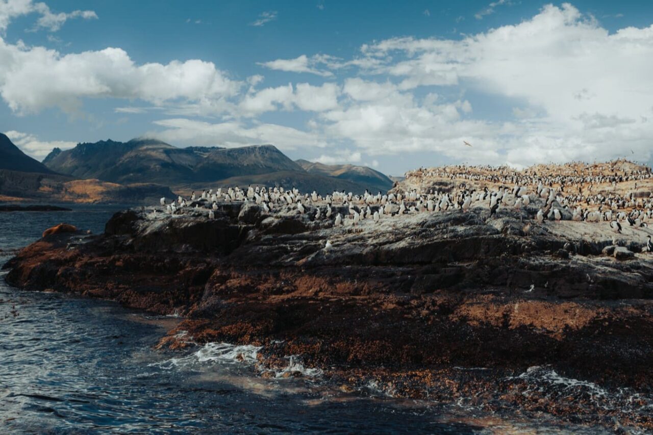 Beagle Channel Navigation Sea Lions Island (3)