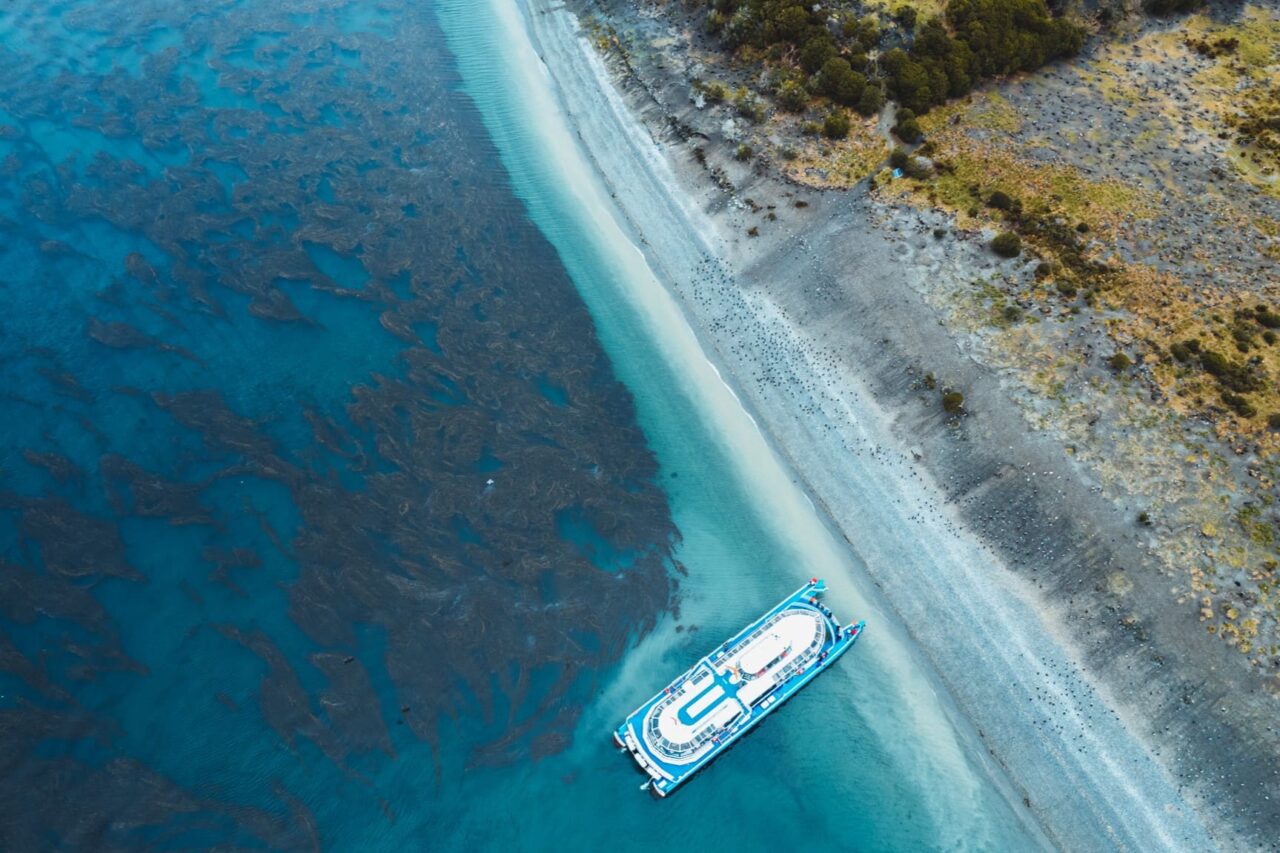 Beagle Channel Navigation Sea Lions Island (8)