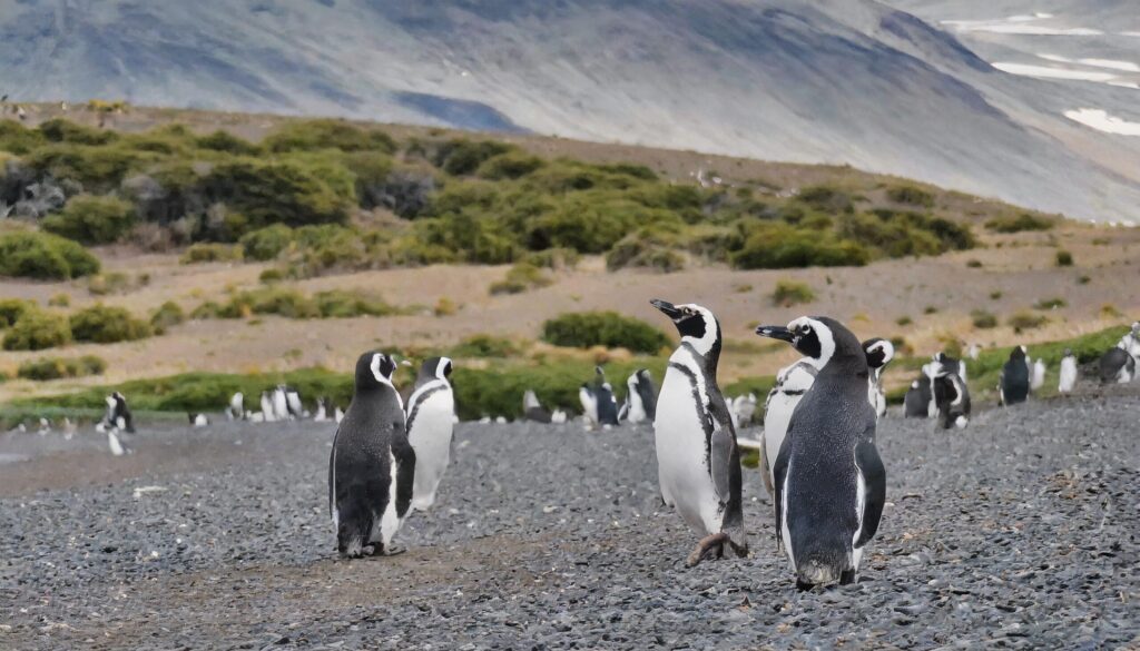 Penguins in the Beagle Channel, Martillo Island