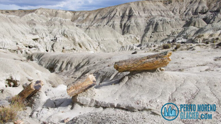 la leona petrified forest mesa de trabajo 1