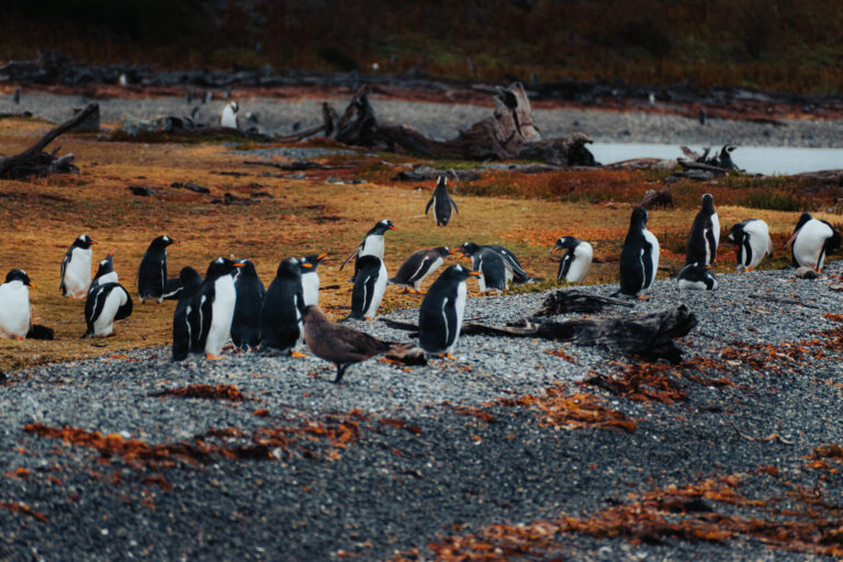 Beagle Channel Navigation: Sea Lions Island + Martillo Island Penguin Rookery