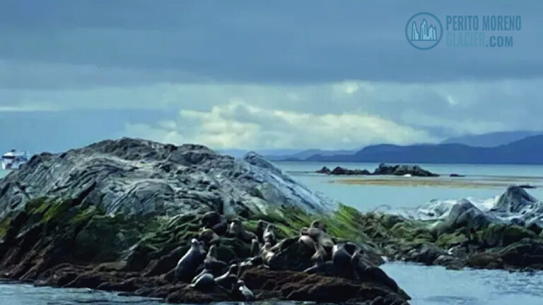 beagle channel isla lobos 2 mesa de trabajo 1