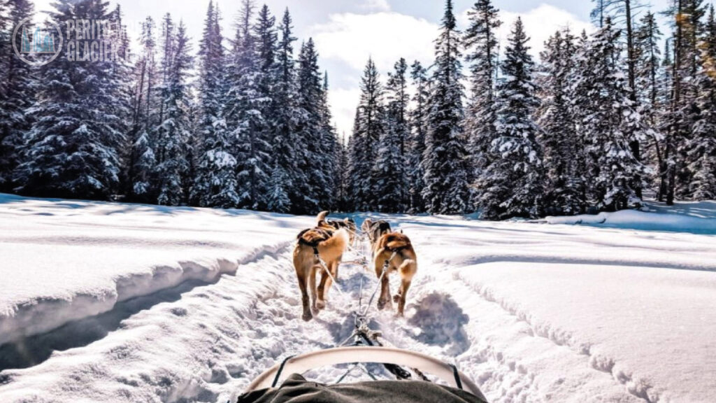 Dog Sledding in Tierra Mayor Valley, Ushuaia