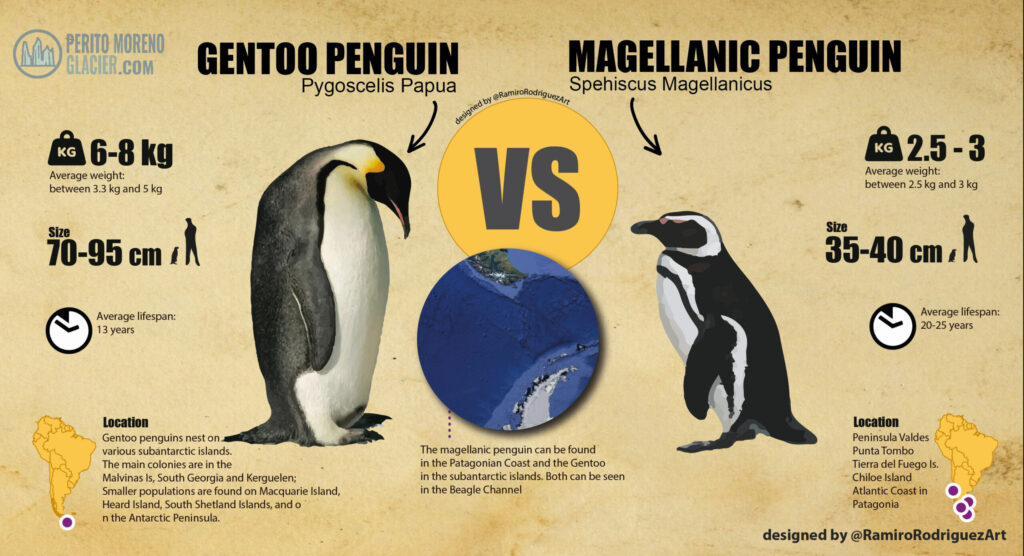 Gentoo Penguins and Magellanic Penguins in Ushuaia