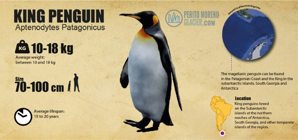 king penguin in ushuaia infographic mesa de trabajo 1