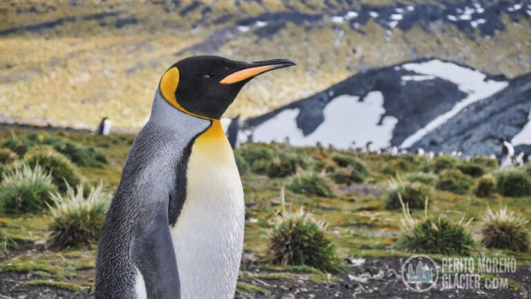 king penguin in ushuaia mesa de trabajo 1