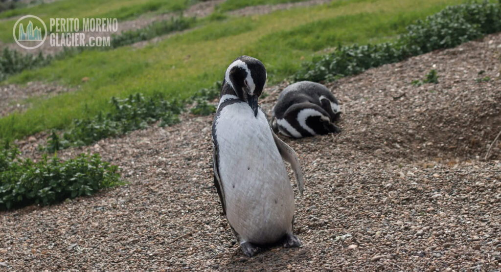 Penguins in the Beagle Channel. Martillo Island Penguin Rookery