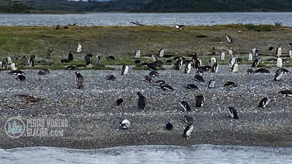 penguins in ushuaia mesa de trabajo 1