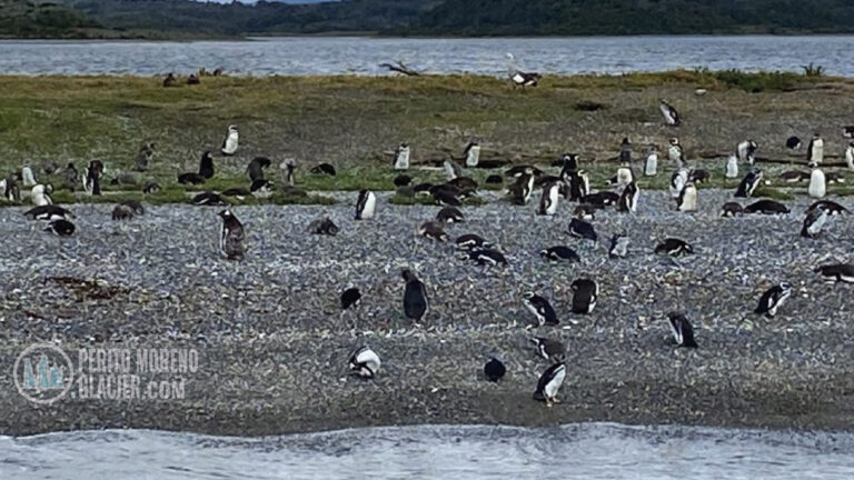 penguins in ushuaia mesa de trabajo 1
