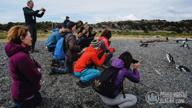 walk with penguins 3