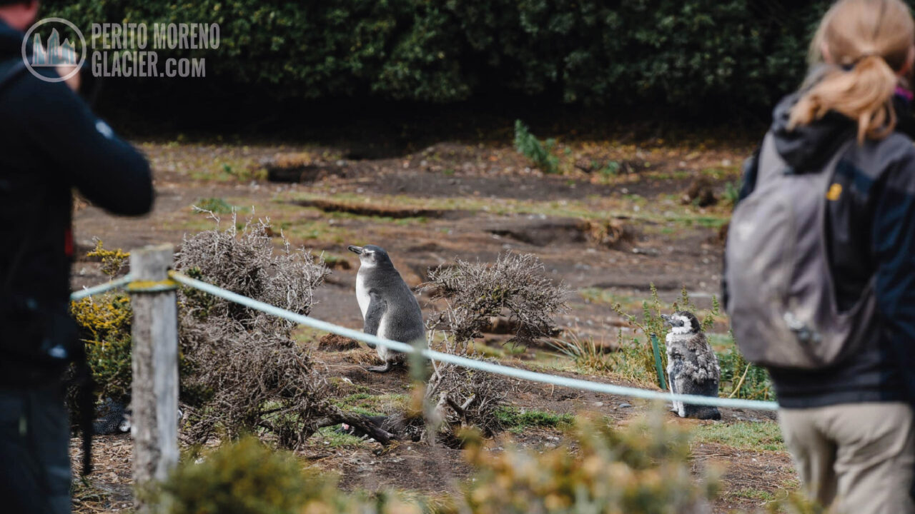 walk with penguins 5