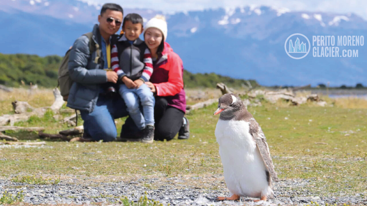 walk with penguins 6