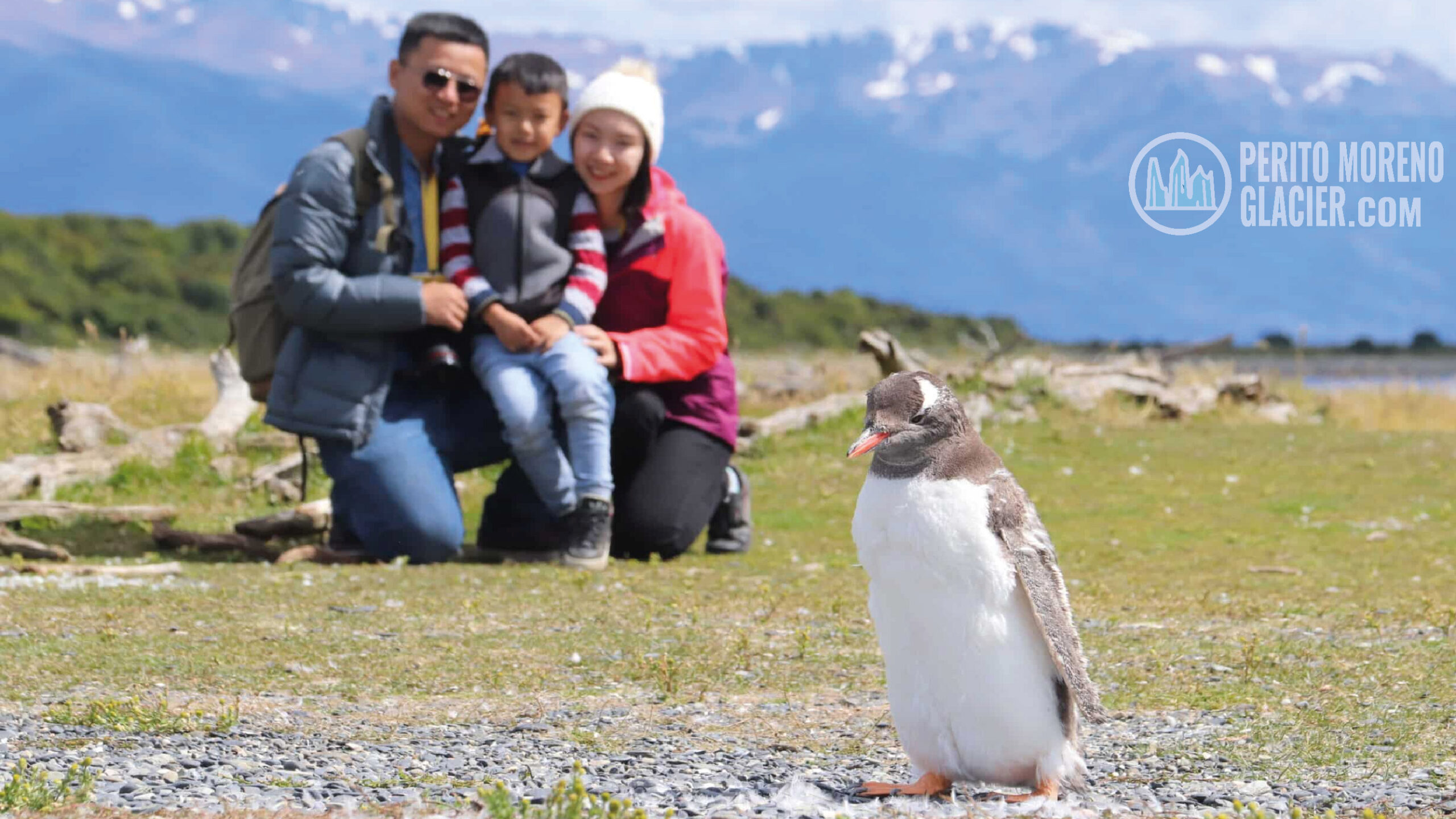 walk with penguins 6