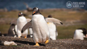 walk with penguins 7