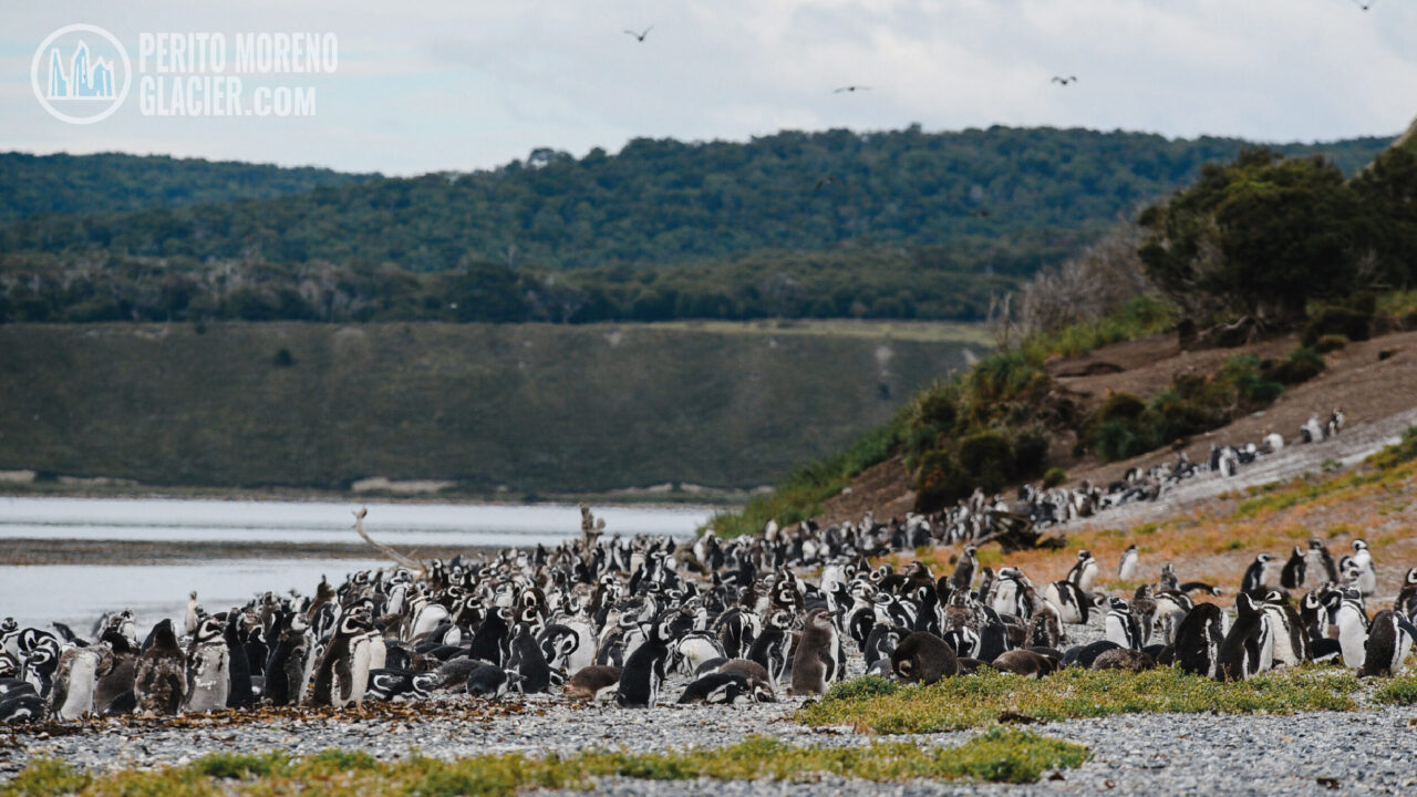 walk with penguins 8