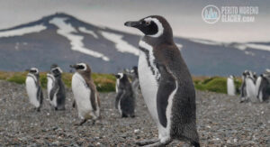 walk with penguins ushuaia mesa de trabajo 1