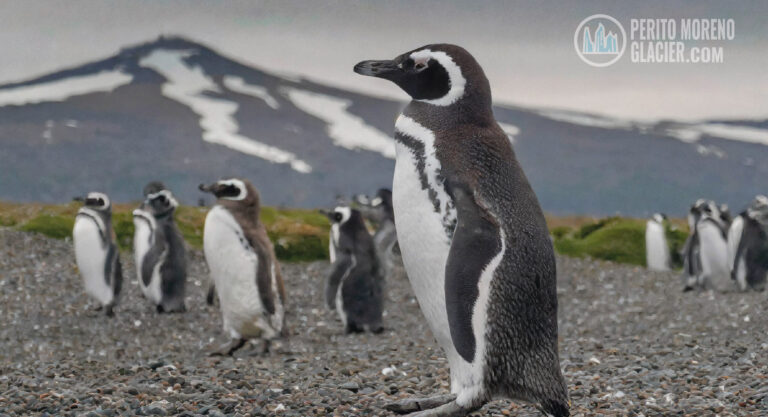 walk with penguins ushuaia mesa de trabajo 1