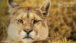 puma tracking in torres del paine 2