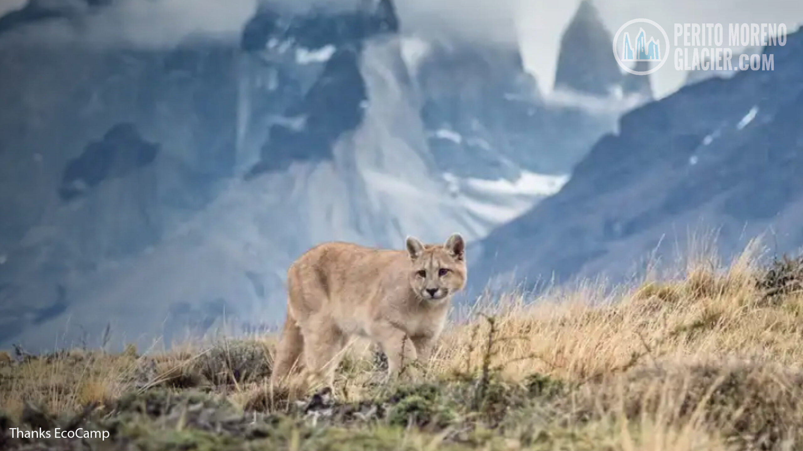 puma tracking in torres delpaine 1