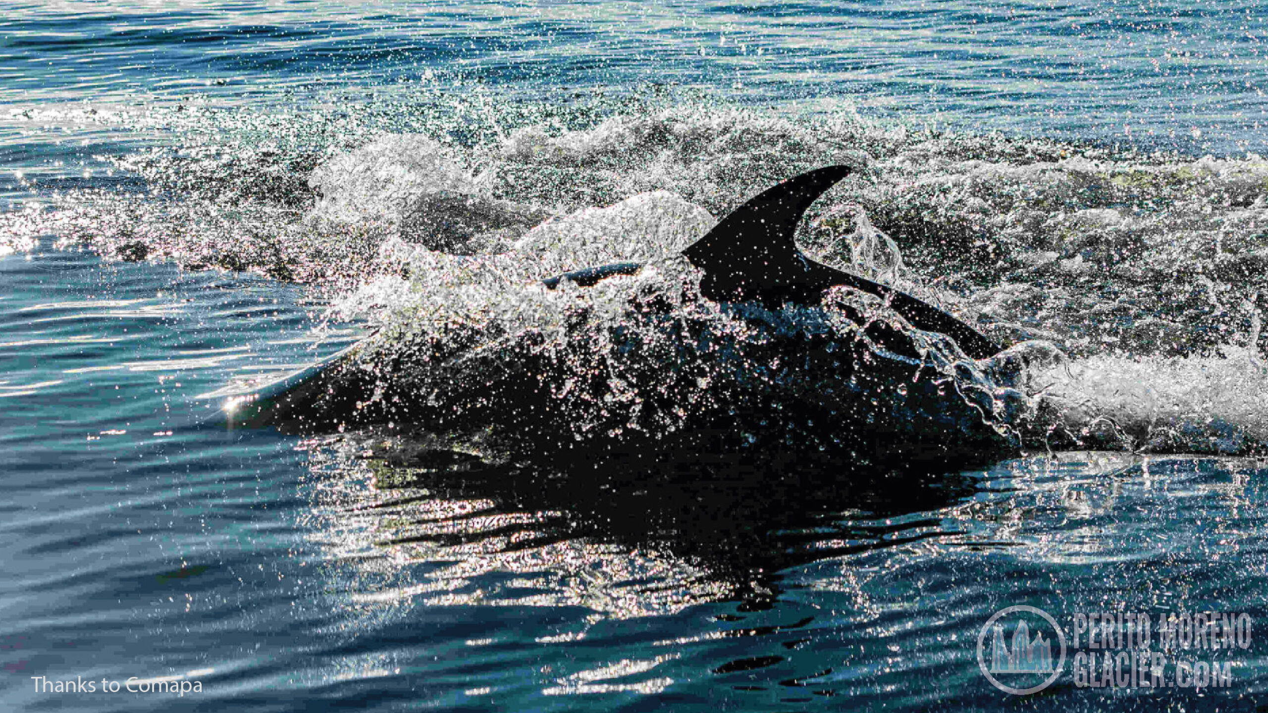 dolphins in the magellan strait 3