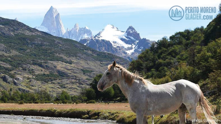 horseback riding in el chalten 6