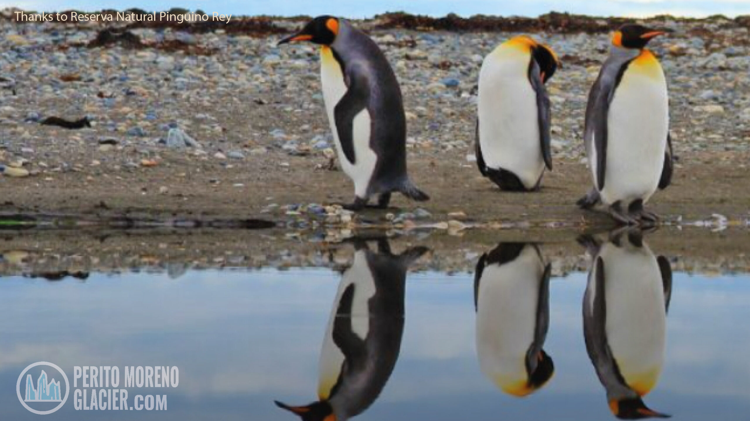 king penguins in tierra del fuego 1