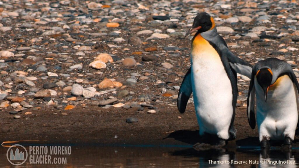 king penguins in tierra del fuego 3