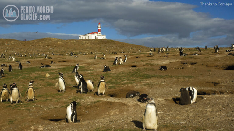 magdalena island penguin reserve