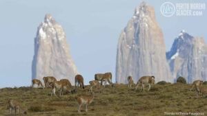 tierra patagonia 6
