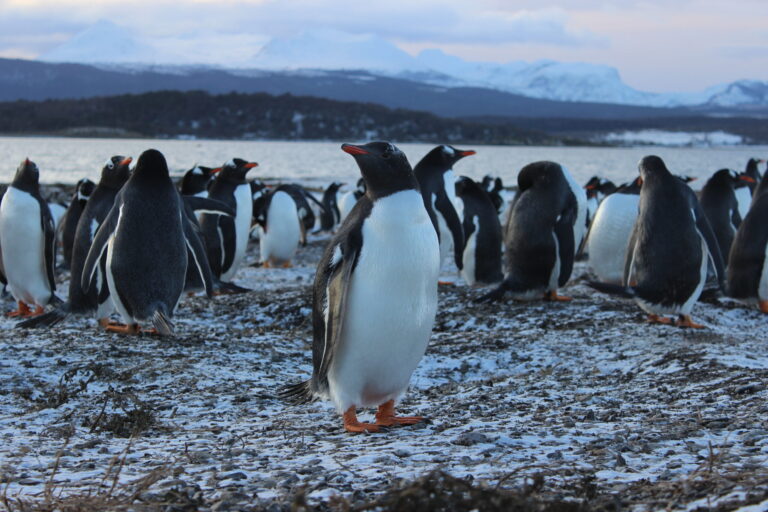 winter penguins 6