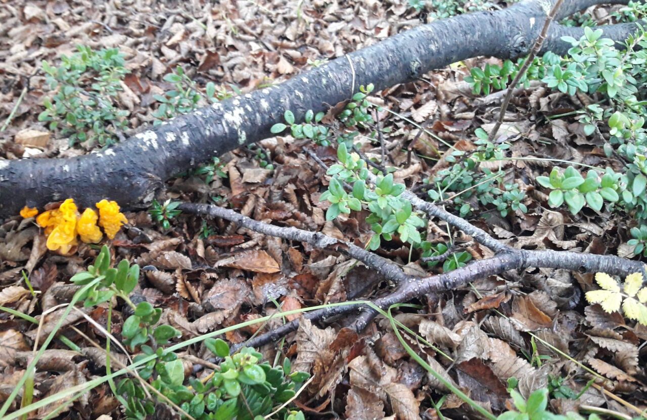 Guided Trek in Magallanes National Reserve