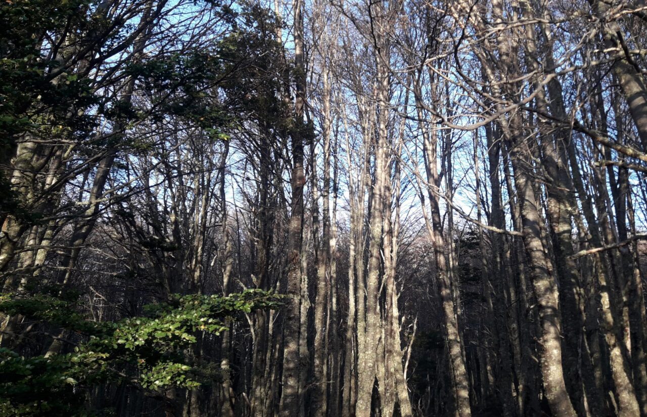 Guided Trek in Magallanes National Reserve