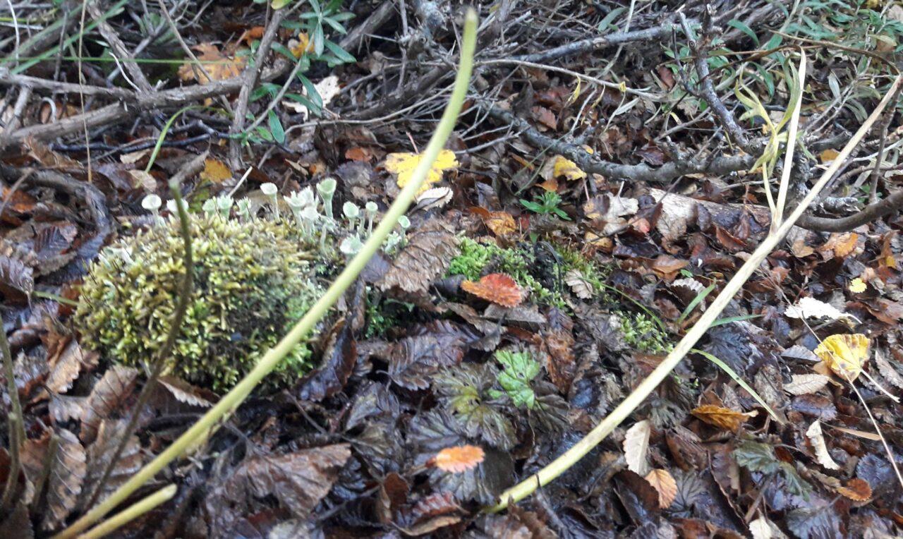Guided Trek in Magallanes National Reserve
