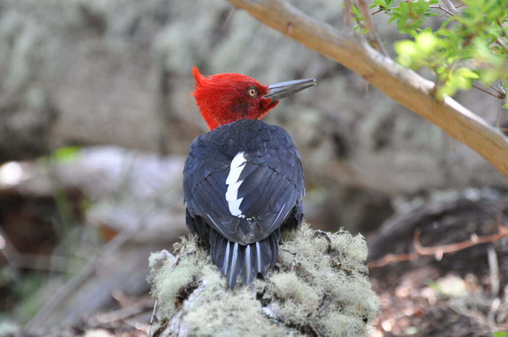 magellanic woodpecker male (campephilus magellanicus)