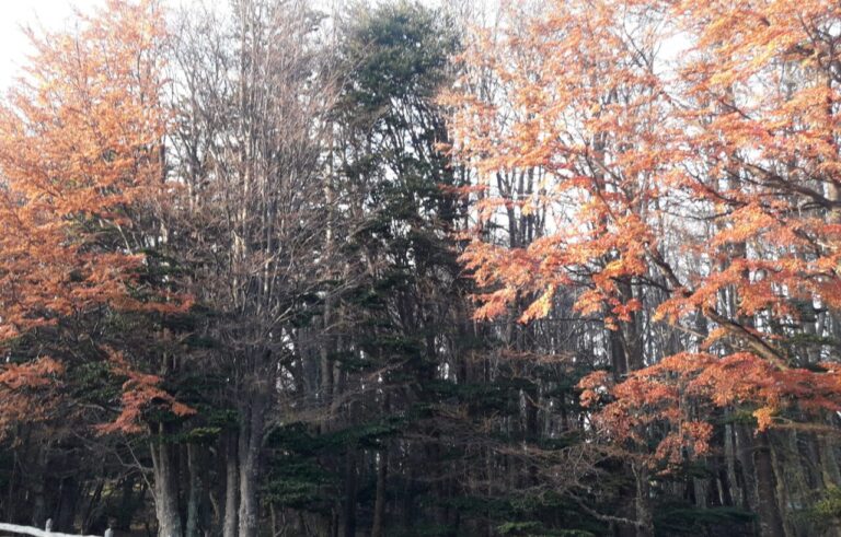 arbol3 scaled e1721856479378 1280x819