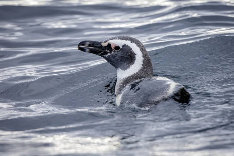 penguin 1