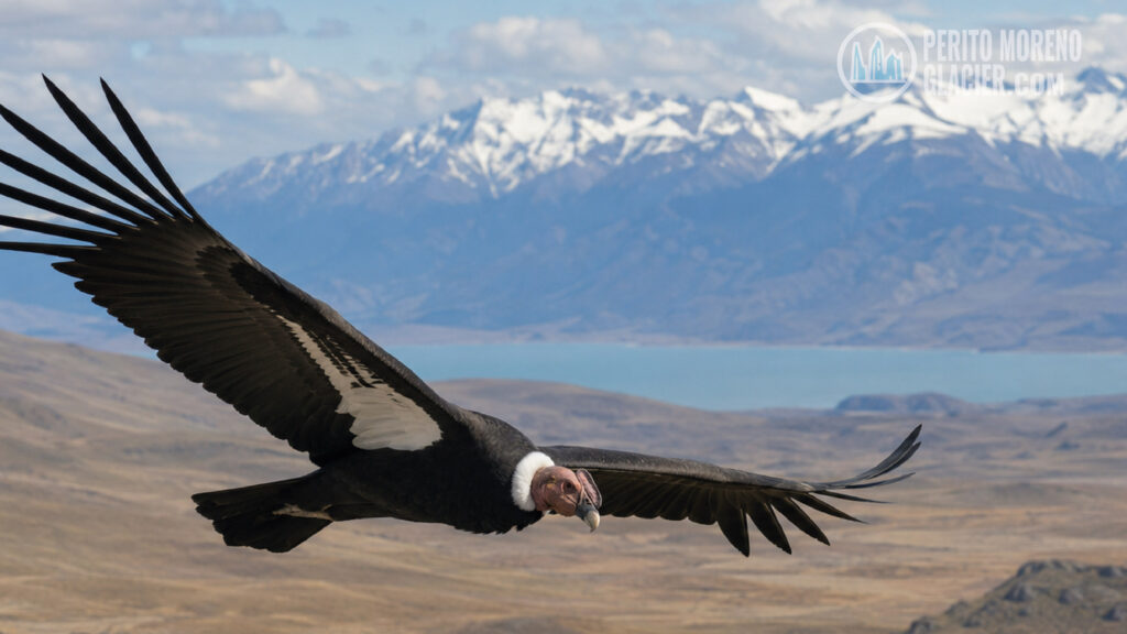 condor in patagonia
