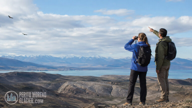 condor in patagonia image