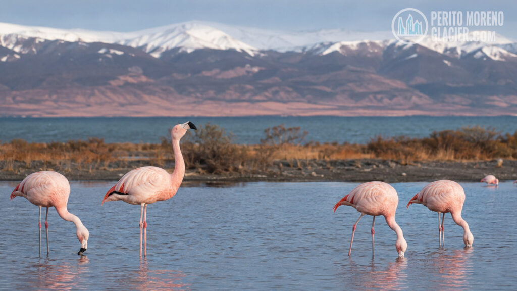 flamingos el calafate