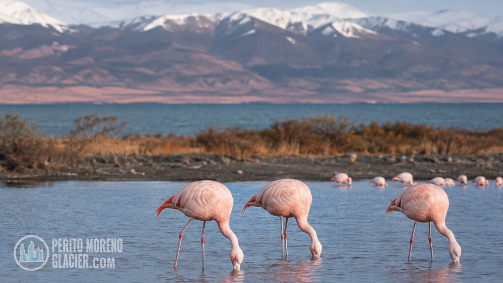 flamingos el calafate image