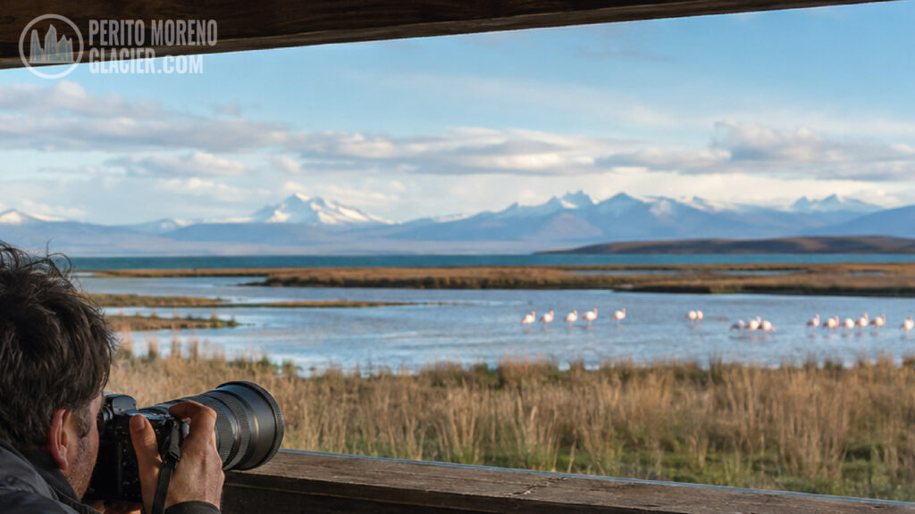 flamingos el calafate photo