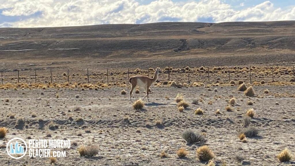 patagonian steppe