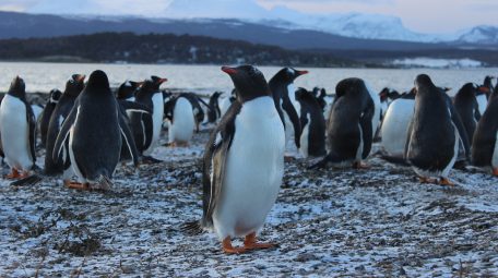 Winter Penguins 6