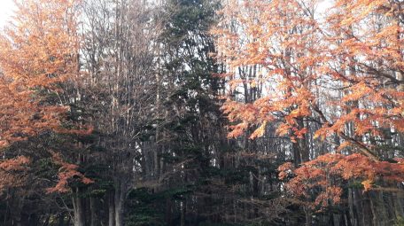 Guided Trek in Magallanes National Reserve