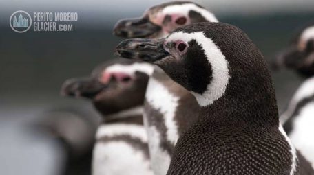 Gable Island, penguins and canoes